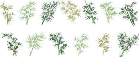 Set bamboo Collection vector for design background