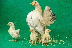 gallinas y pollitos foto