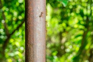 Ants walking on an iron pole photo