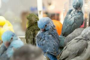 Parrots are posing to take the picture. Bird is a popular pet in Thailand. photo