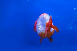 Goldfish in the cabinet photo