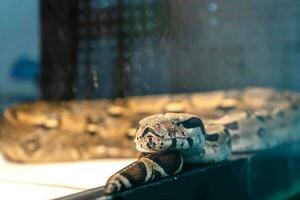 pelota pitón en el vaso gabinete esperando a ser vendido. es un popular mascota en tailandia foto