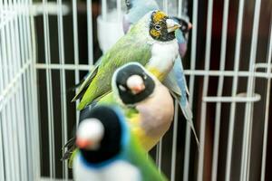 Parrots are posing to take the picture. Bird is a popular pet in Thailand. photo