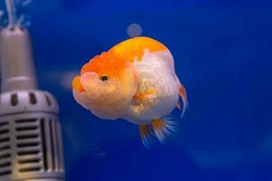 Goldfish in the cabinet photo