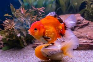 Goldfish in the cabinet photo