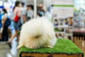 The chicken poodle is a unique chicken. photo