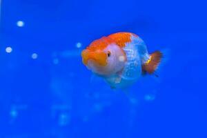 Goldfish in the cabinet photo