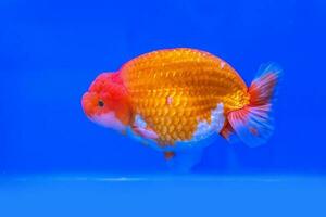 Goldfish in the cabinet photo