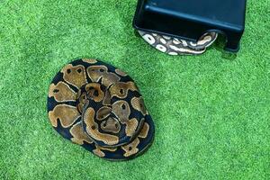 Ball python is a popular pet in Thailand. photo