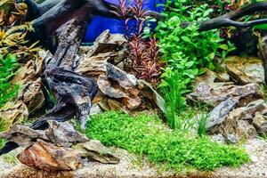 Tropical freshwater aquarium photo