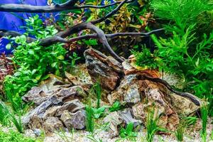 Tropical freshwater aquarium photo