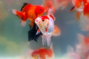 Goldfish in the cabinet photo