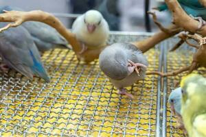 Parrots are posing to take the picture. Bird is a popular pet in Thailand. photo