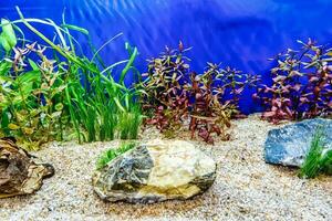 Tropical freshwater aquarium photo