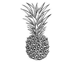 Pineapple sketch. Summer set. Hand drawn illustration. vector