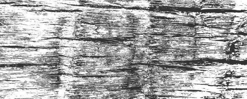 Grunge coconut palm bark texture background. Adged tree stem log. Vector