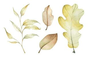 Collection of multicolored fallen autumn leaves. Watercolor illustration. vector