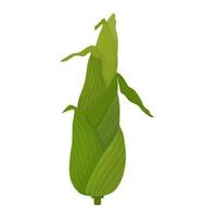 Corn cob green young cartoon. Corn fruit with leaves, unpeeled. vector