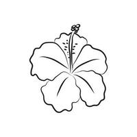 Hibiscus flower drawn with lines. Isolated large opened bud. For invitations and valentines vector