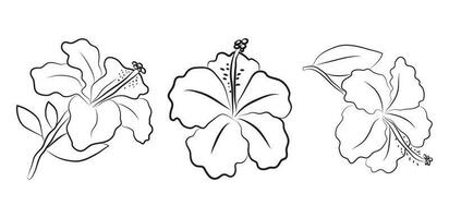 Hibiscus flowers drawn with lines. Set of isolated large open flower buds. For invitations and valentines vector