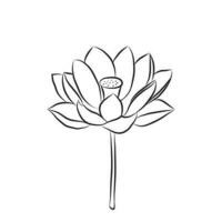 The lotus flower is drawn with a line. Open water lily isolate. Doodle drawing of lotus for invitations, stamps or stationery vector