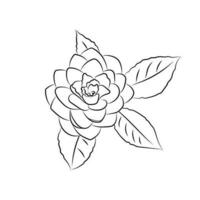 The camellia flower is drawn with a line. Lush bud isolated on white background. Line art simple botanical, for wedding cards, invitations vector