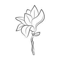 Magnolia flower drawn by lines. Isolated bud on a branch. For invitations and cards vector