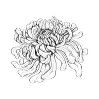 Vector illustration of a Japanese chrysanthemum drawn in an engraving style. Luxurious, elegant pattern for fabric, magazine, stationery