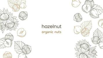 Hazelnut web banner with nuts and leaves, fruits and kernels. Left and right pattern of hazelnuts vector