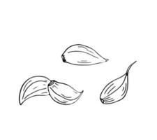 Set of hand-drawn clove of garlic vector