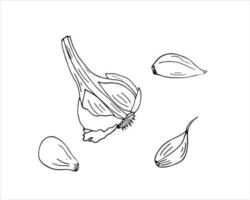 Set of hand drawn monochrome different garlics sketch style, Garlic cloves, and half garlic set. Isolated vector illustration on white background.