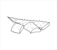Hand-drawn aloe vera leaf vector