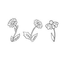 Vector set of flowers, botanical illustration, isolated floral elements, hand drawn illustration.