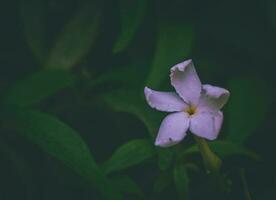 purple and white flower in macro shot photo