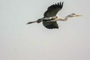 white and black bird flying photo