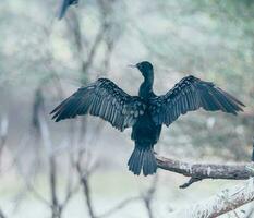 negro y azul pájaro en árbol rama foto