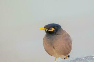 blue and brown bird on brown wooden surface photo