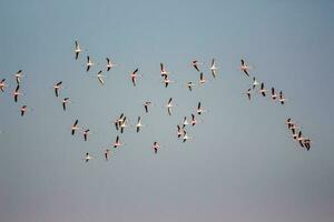 birds flying in formation during daytime photo