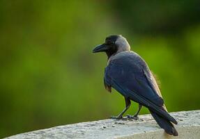 blue and white bird on gray rock photo