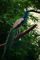 peacock perching on tree branch photo