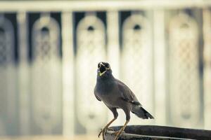 gray bird on pavement photo