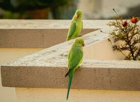 two green birds photo