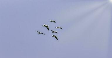 five flying birds on sky during daytime photo