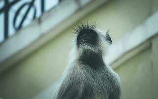 gray and black monkey on brown wooden surface photo