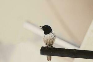 bird standing on tube photo