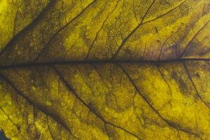 green leaf in close up photography photo