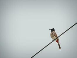 bird perched on cable photo