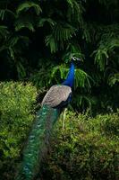 blue and green peacock photo