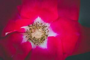 macro photography of red flower photo