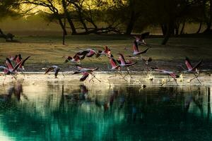 flock of flamingos on body of water photo